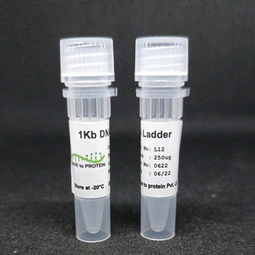 L11-L12-1 Kb DNA Ladder